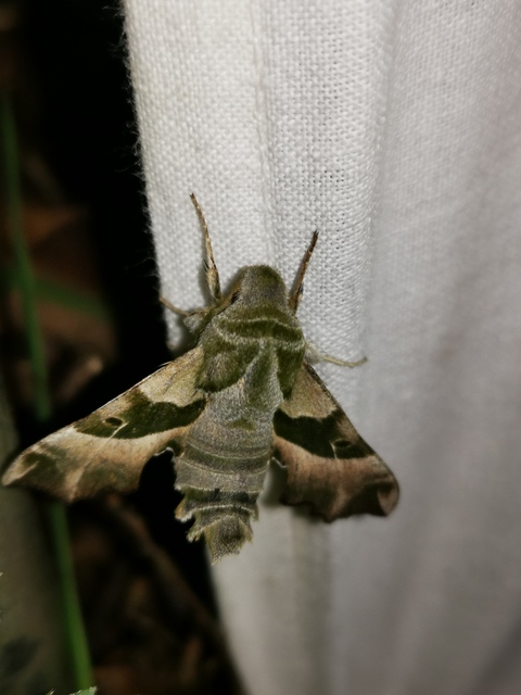 Proserpinus proserpina - törpeszender
