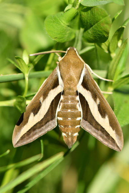 Hyles gallii - galajszender