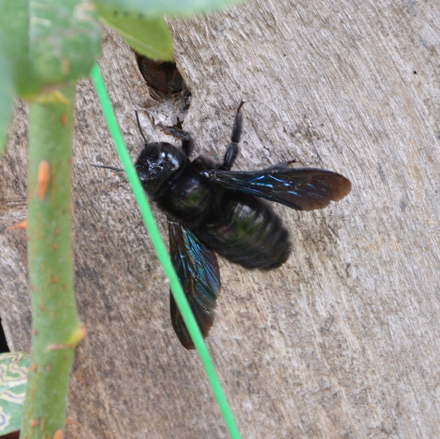 Xylocopa valga - gyakori fadongó