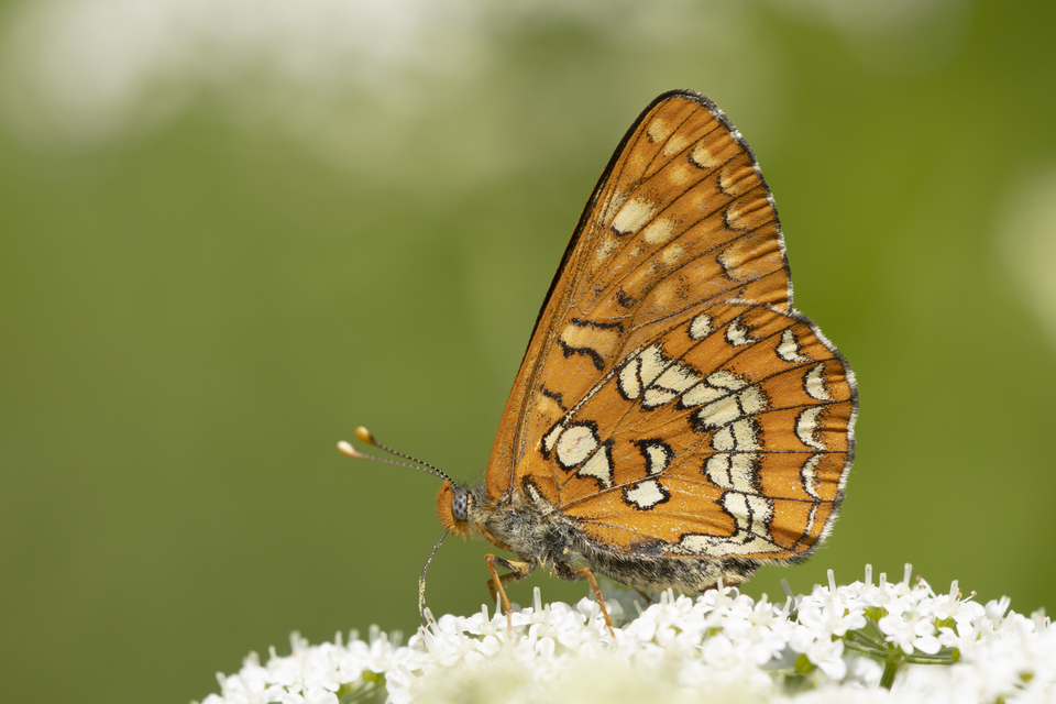 Euphydryas maturna - díszes tarkalepke