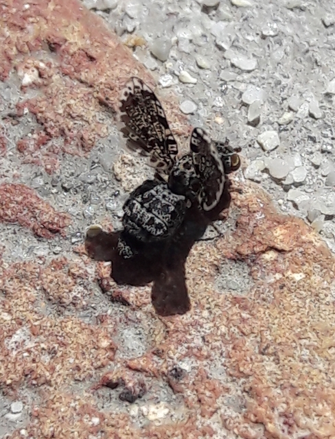 Callopistromyia annulipes - pávalégy