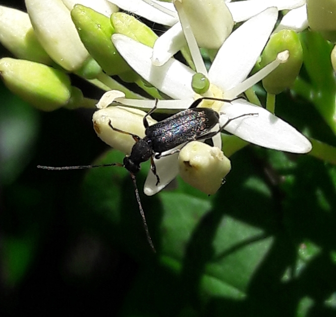 Grammoptera ruficornis - gyűrűscsápú galagonyacincér Grammoptera ruficornis - gyűrűscsápú galagonyacincér