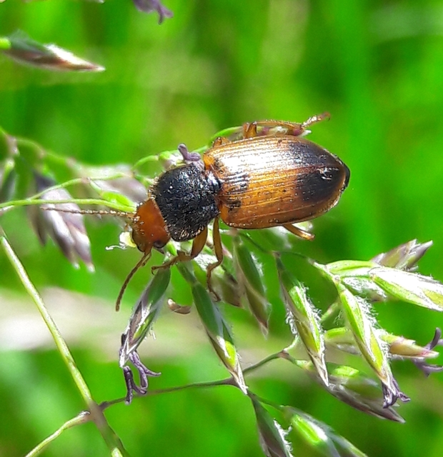 Diachromus germanus - német tarkafutó