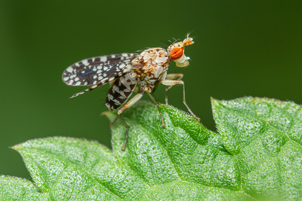 Trypetoptera punctulata - pirosszemű szarvaslégy