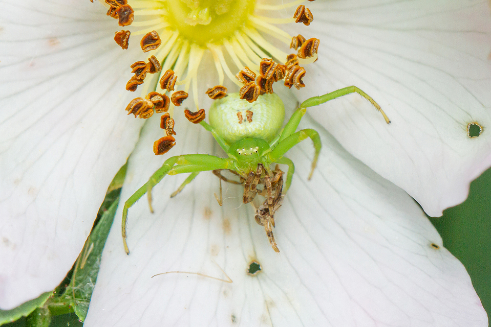 Ebrechtella tricuspidata - alakoskodó karolópók