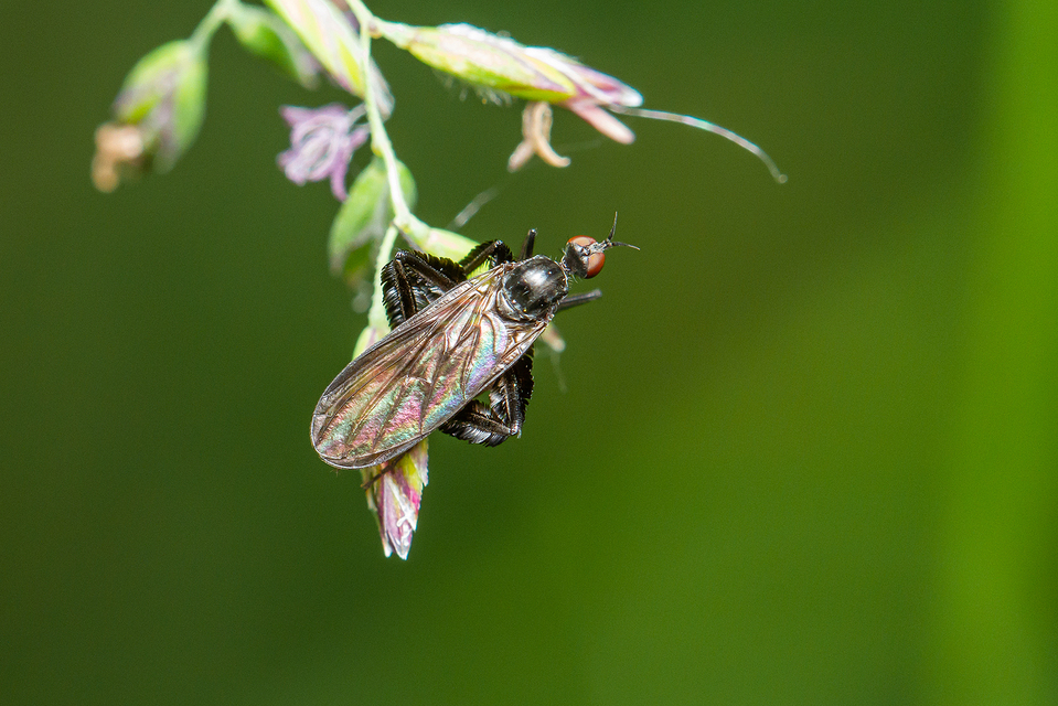 Empis pennipes - tollaslábú táncoslégy