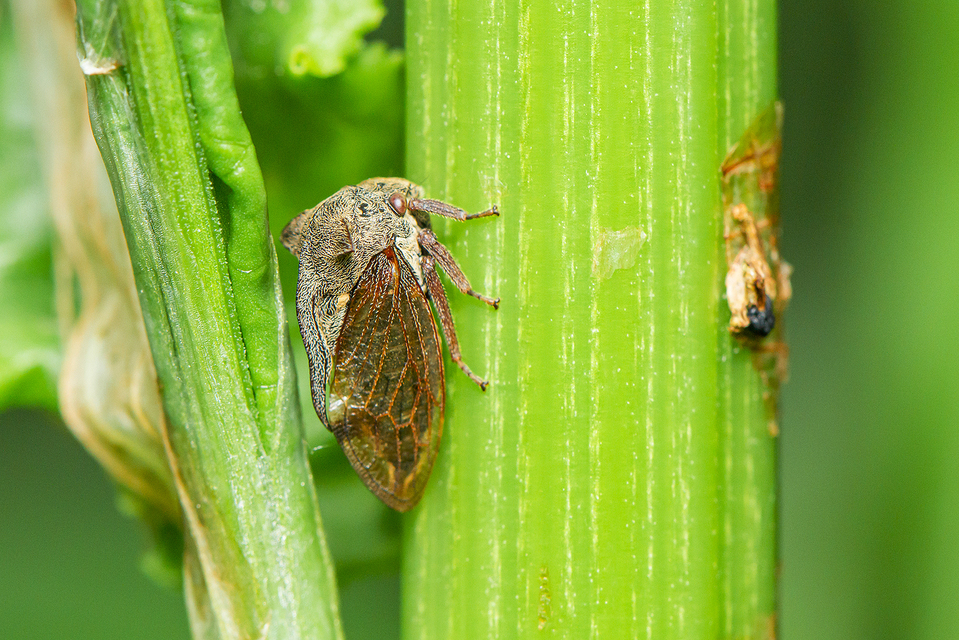 Centrotus cornutus - szarvaskabóca