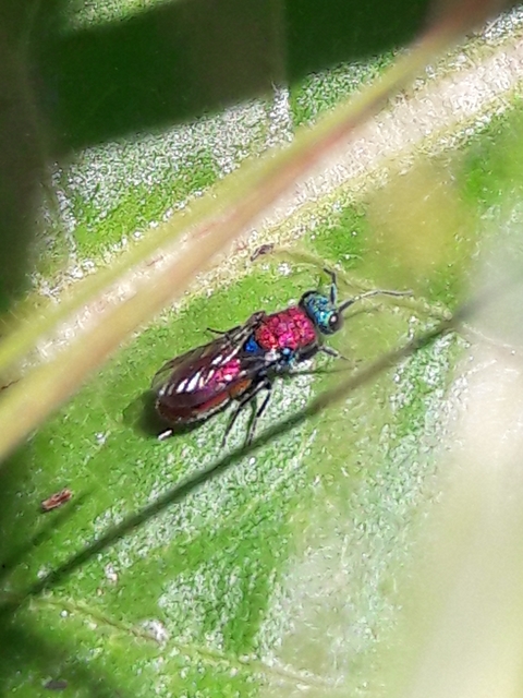 Chrysura dichroa - kétszínű fémdarázs