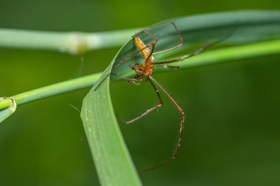 Tetragnatha