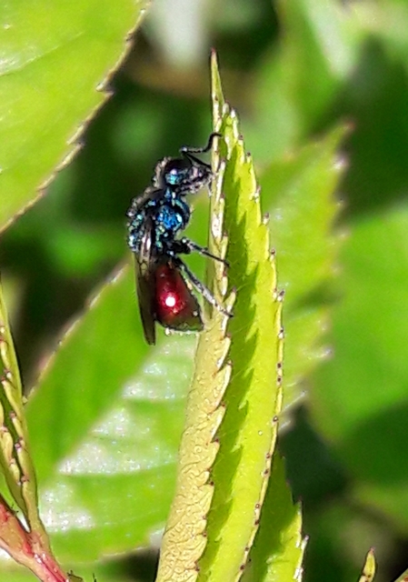 Chrysididae - fémdarazsak