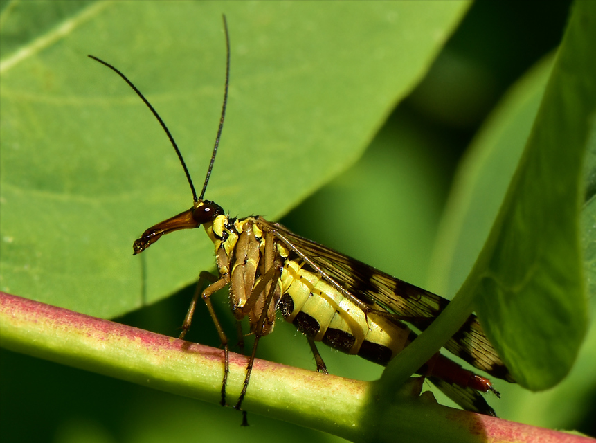 Panorpa vulgaris