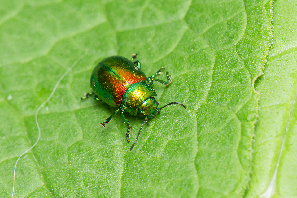 Chrysolina graminis - zöld varádicslevelész