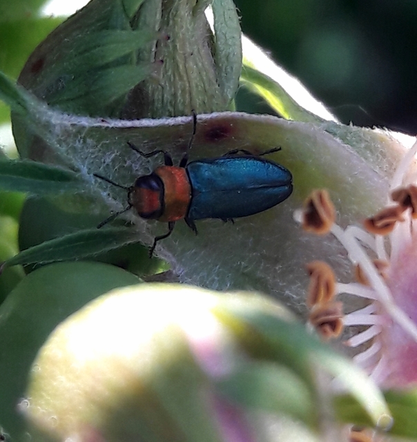 Anthaxia nitidula - ragyogó virágdíszbogár