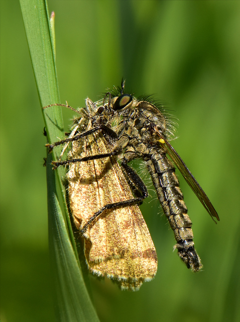 Dysmachus praemorsus