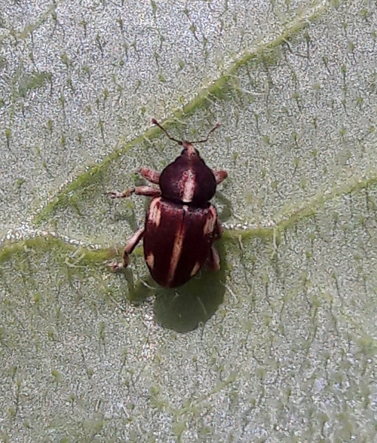 Tychius quinquepunctatus - borsó-tímárormányos
