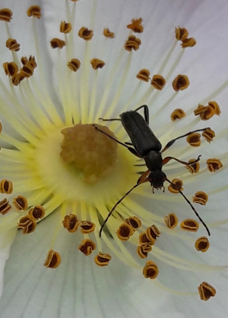 Grammoptera ruficornis - gyűrűscsápú galagonyacincér Grammoptera ruficornis - gyűrűscsápú galagonyacincér