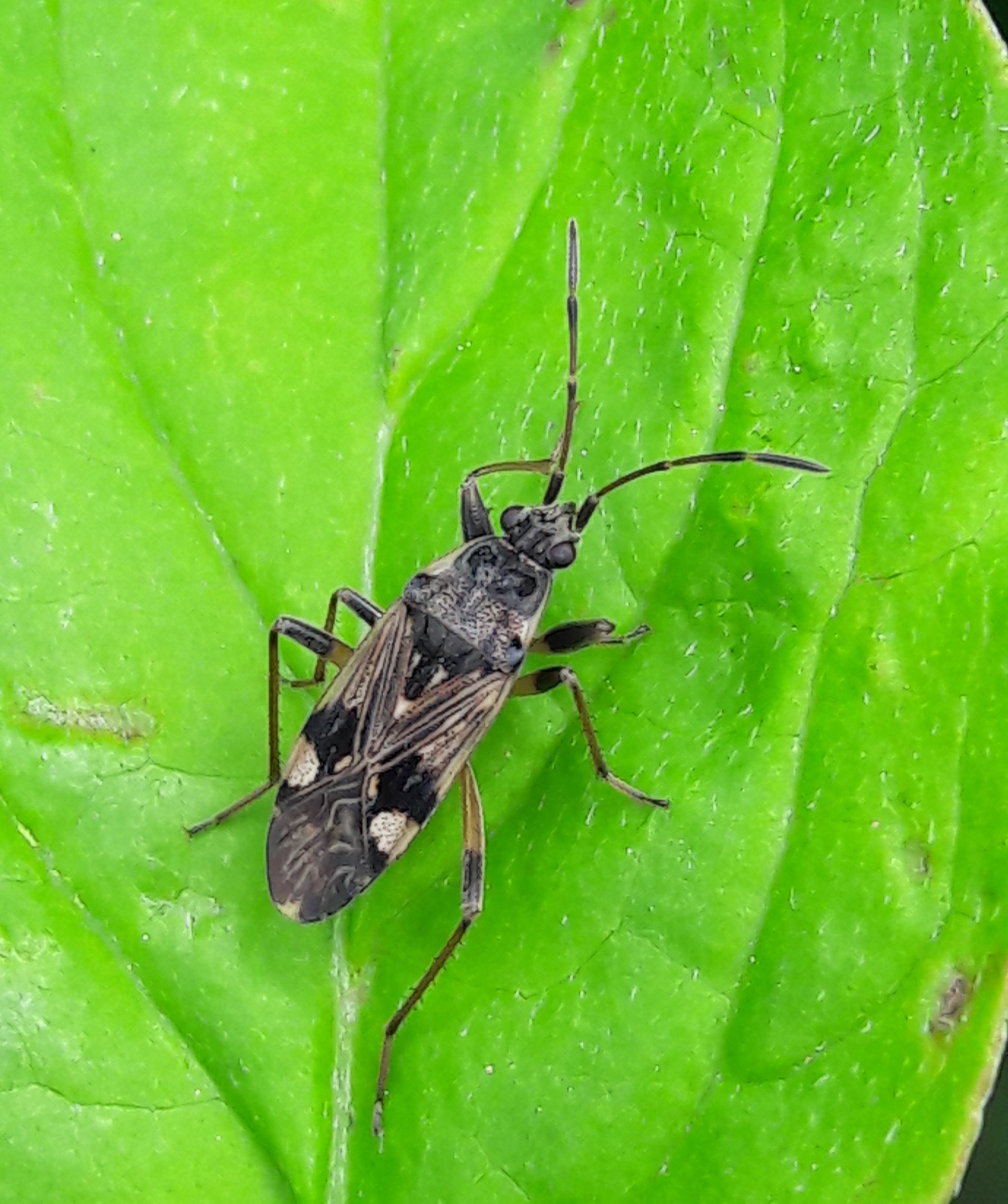 Beosus maritimus - homoki bodobács