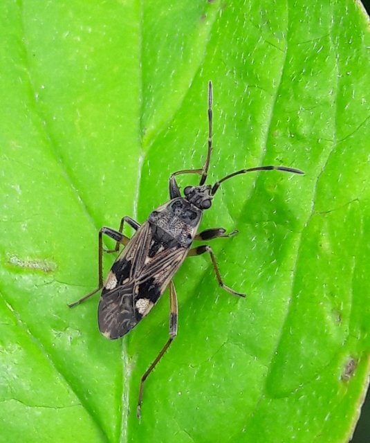 Beosus maritimus - homoki bodobács
