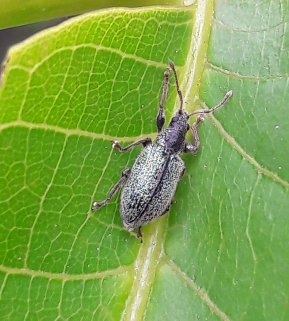 Phyllobius betulinus - változékony levélormányos