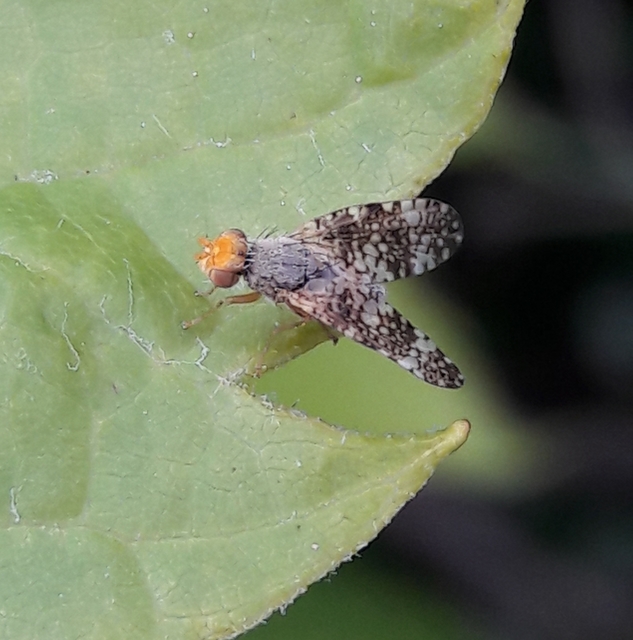 Tephritidae - fúrólégyfélék