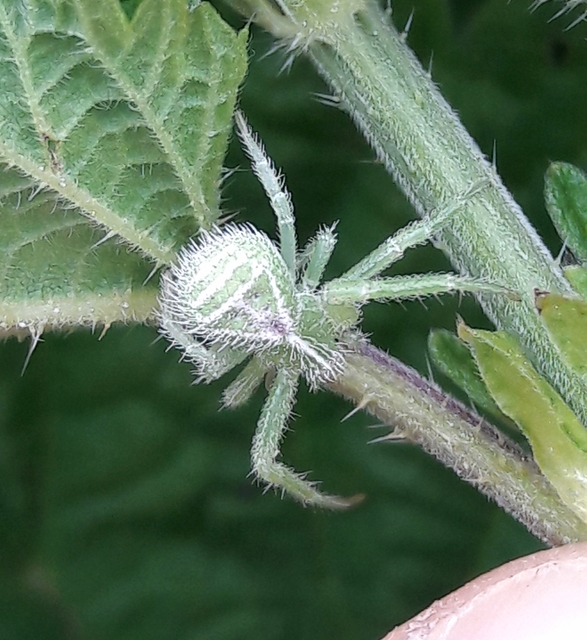 Heriaeus graminicola/hirtus