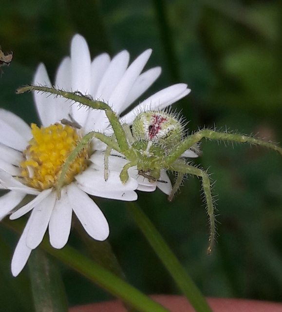 Heriaeus graminicola/hirtus