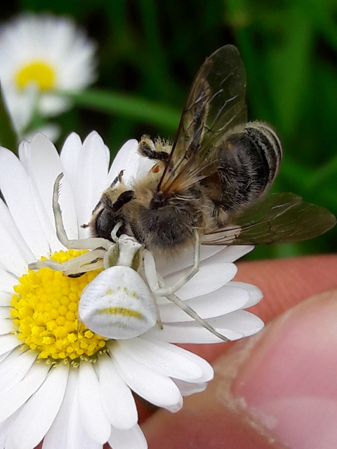 Thomisus onustus - fehér karolópók