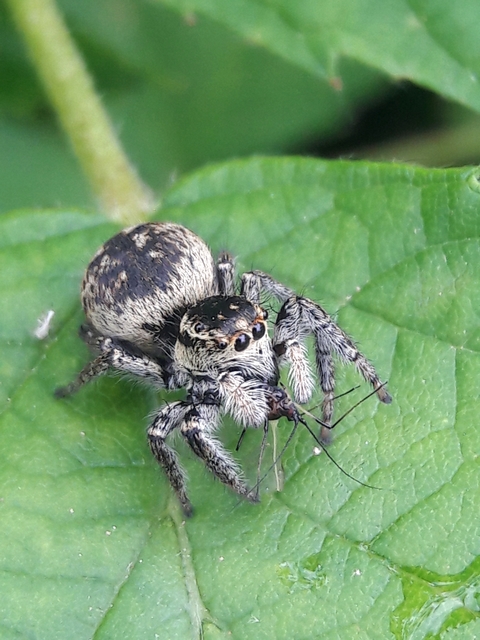 Carrhotus xanthogramma - rozsdás ugrópók