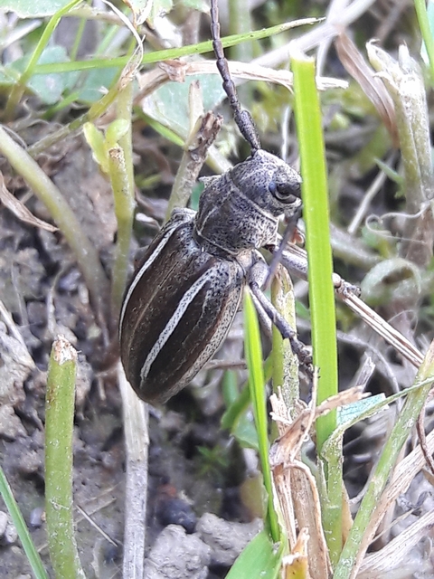 Neodorcadion bilineatum - kétsávos földicincér