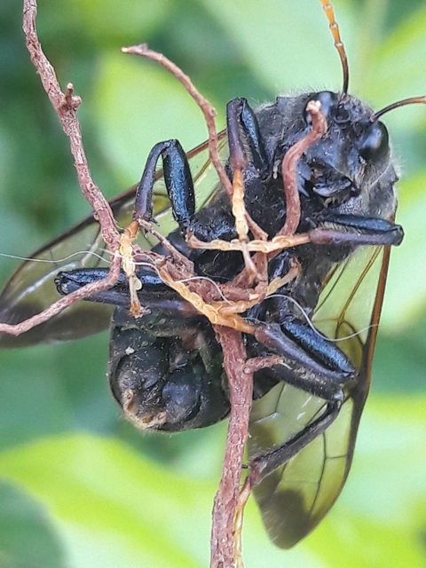 Cimbicidae - bunkóscsápú levéldarazsak