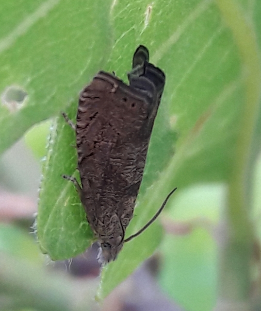Dichrorampha
