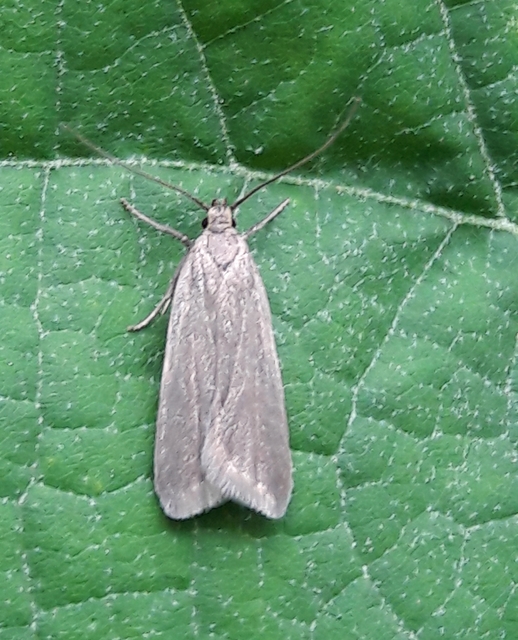 Acompsia cinerella - szürke sarlósmoly