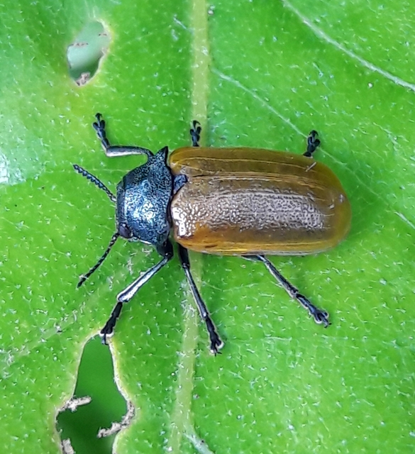 Labidostomis Labidostomis