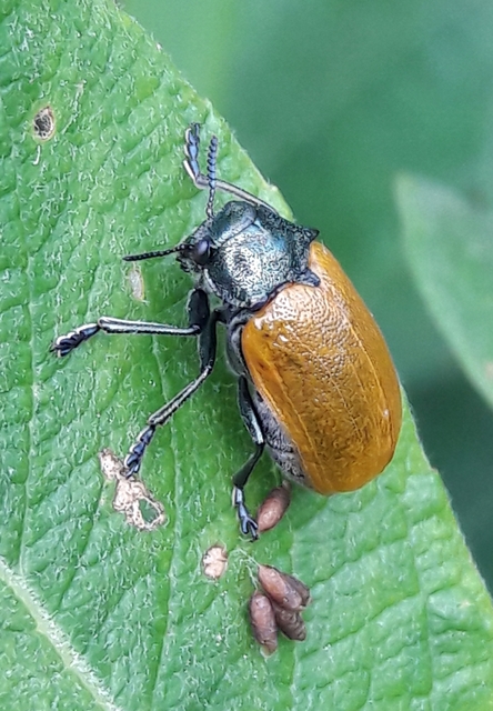 Labidostomis Labidostomis
