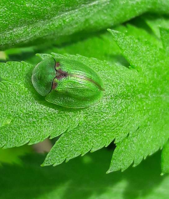 Cassida