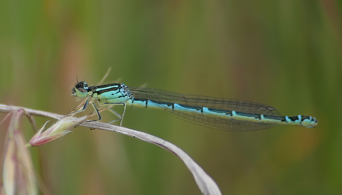 Coenagrion scitulum - mediterrán légivadász