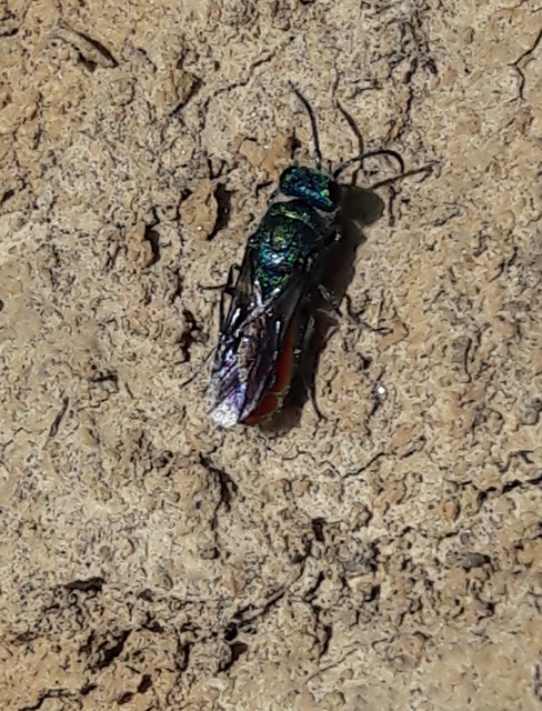 Chrysididae - fémdarazsak