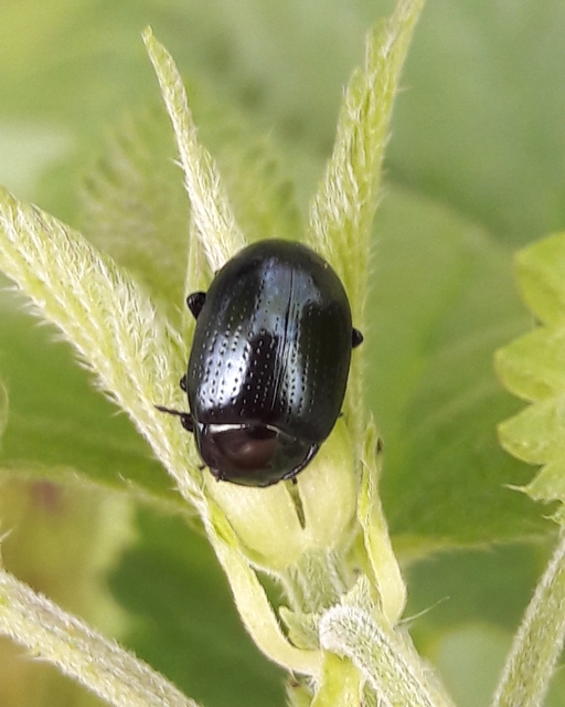 Chrysolina oricalcia - bronzos levélbogár