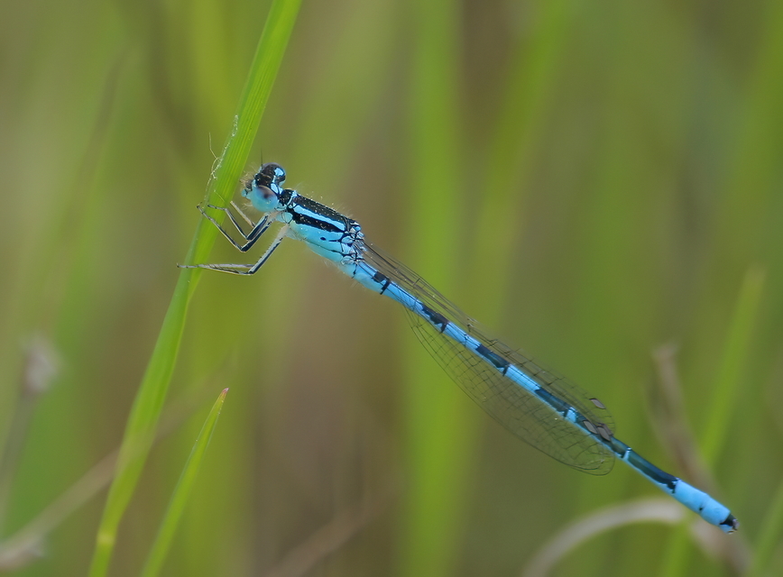 Coenagrion scitulum - mediterrán légivadász