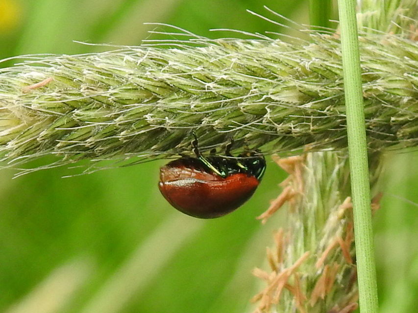 Chrysolina polita - réti mentalevelész