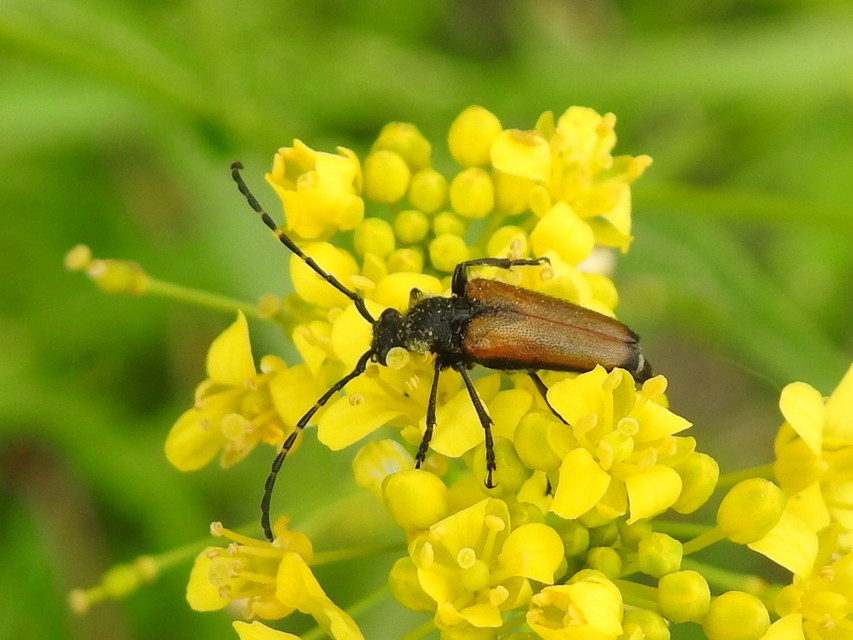 Stictoleptura maculicornis - tarkacsápú virágcincér