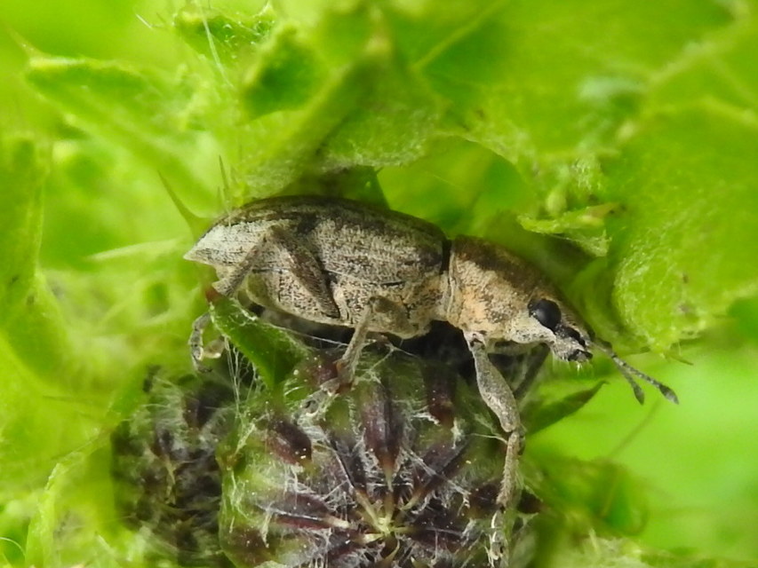 Tanymecus palliatus - közönséges hegyesfarúbarkó