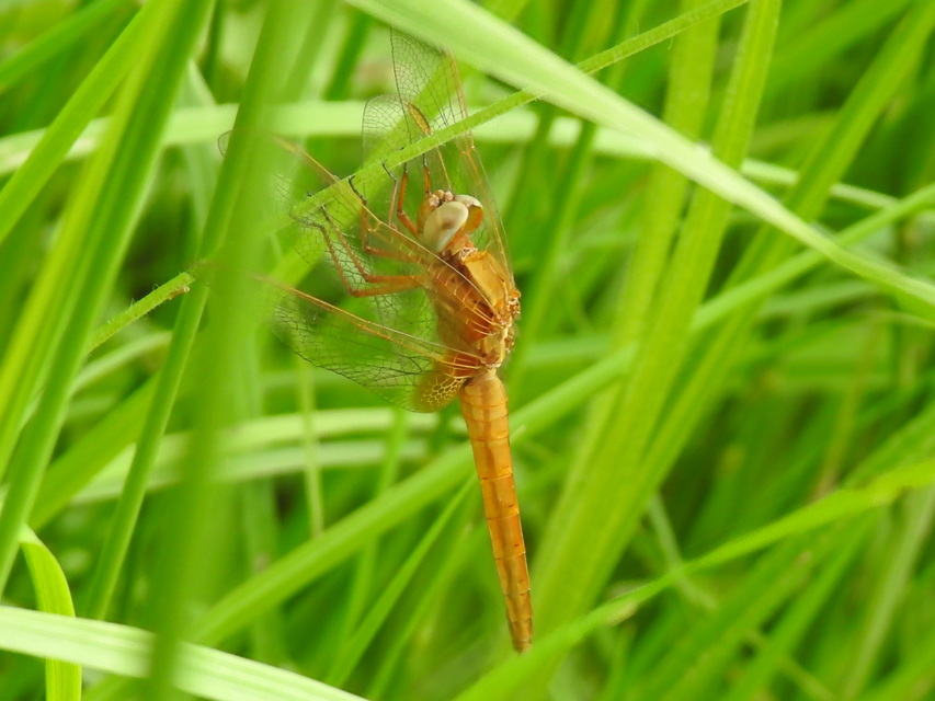 Crocothemis erythraea - skarlát szitakötő