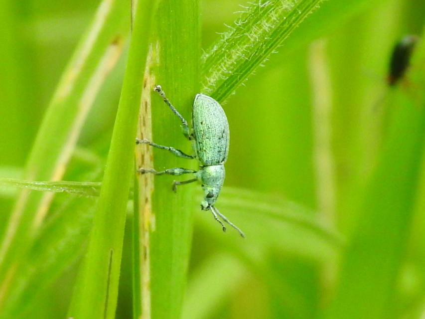 Phyllobius thalassinus - tömpeorrú levélormányos