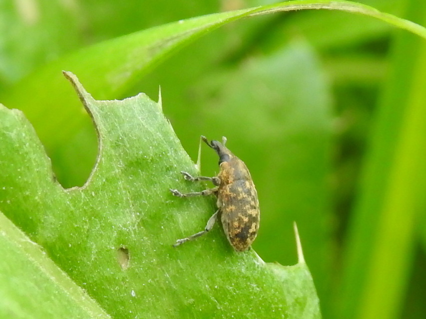Larinus turbinatus - kúposorrú púderbarkó