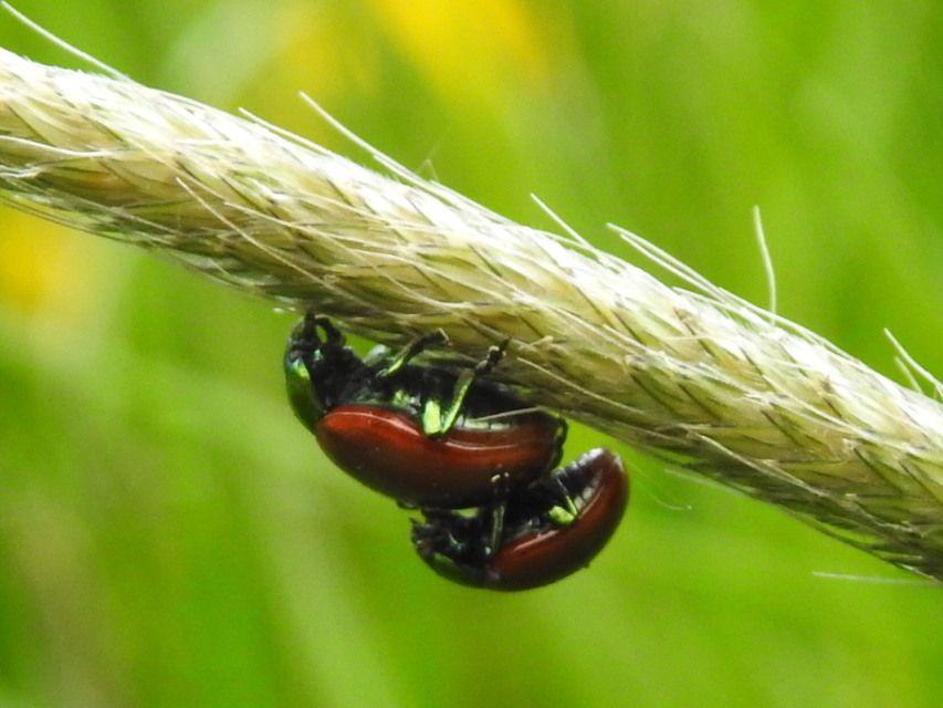 Chrysolina polita - réti mentalevelész
