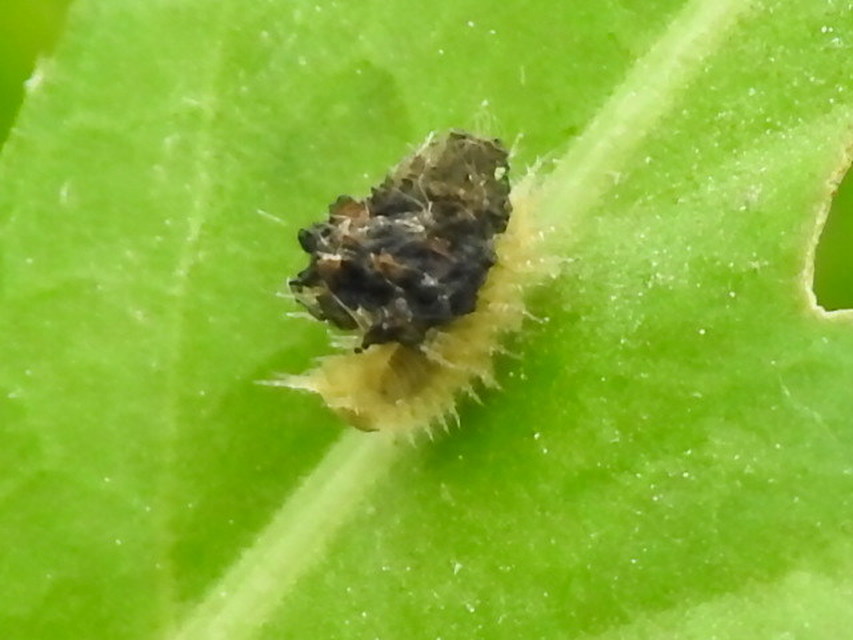 Cassida