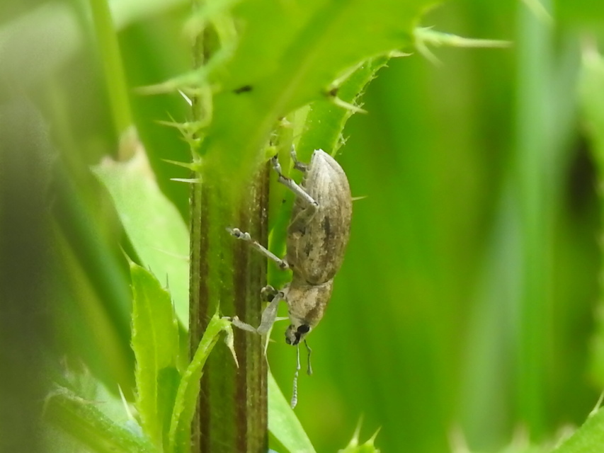 Tanymecus palliatus - közönséges hegyesfarúbarkó