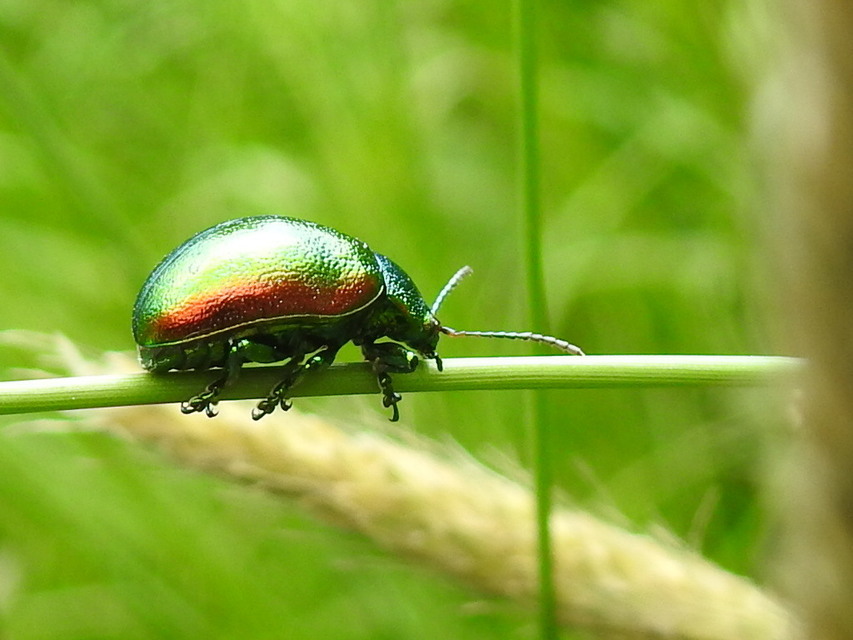 Chrysolina graminis - zöld varádicslevelész