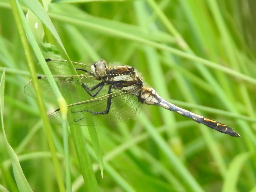 Orthetrum albistylum - fehérfarkú pásztorszitakötő